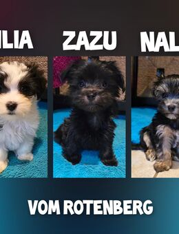 Havaneser/Malteser Mix Welpen - Wulften (Harz)