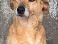 CLARISSE 💚💚💚 sucht Zuneigung - Bad Karlshafen