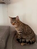 Bkh Bengal Schwarzehauskatze Mix in 51373