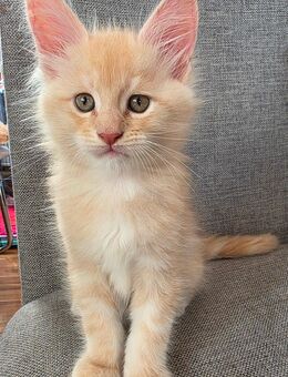 Maine Coon Kitten – liebevoll aufgezogen – Abgabe ab Mitte Oktober - Heidenheim