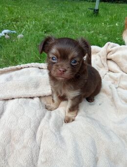 1 süsser Langhaar Chihuahua schoko - Leopoldshöhe