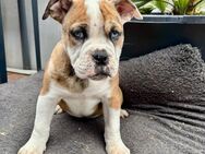 Die Letzte OEB / Old English Bulldog Hündin sucht - Alsdorf (Landkreis Altenkirchen (Westerwald))