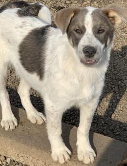 Panda will dein Leben bereichern - Celle