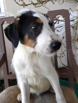 Whiskey sucht seine Familie! - Krefeld