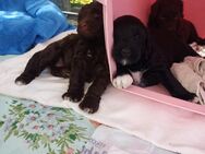 Portugiesische Wasserhund Welpen - Delitzsch