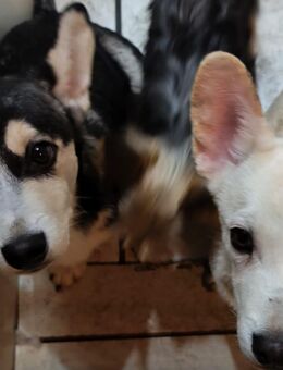 Süsse Mischlingswelpen ( 4 Monate) suchen liebevolle Zuhauee - Moers