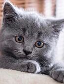 Reinrassiger BKH Baby in 44135