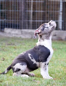 American Bully XL welpen - Borna