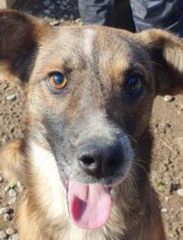 Nico-sehr menschenbezogener Rüde 47cm - Rösrath