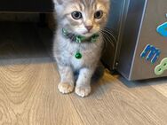 💖 6 zuckersüße Babykatzen suchen ein liebevolles Zuhause 🐾 - Berlin