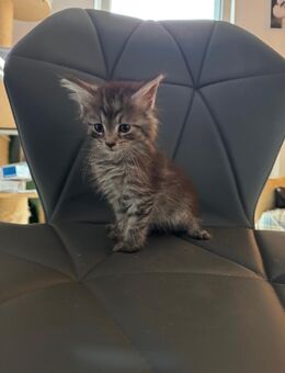 Maine Coon XXL Kitten - Essen