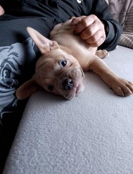 Unser kleiner Racker sucht noch ein liebevolles Zuhause - Südliches Anhalt Libehna