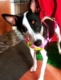 lieber Melon, ca. 42 cm hoch - Breckerfeld (Hansestadt)