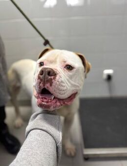 Casper sucht sein Für-immer-Zuhause oder - Gevelsberg