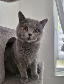 Bkh katze abzugeben - Düsseldorf