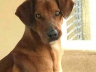 Miguel ist im Tierheim alt geworden und wünscht sich so sehr eine Familie! - Vörstetten