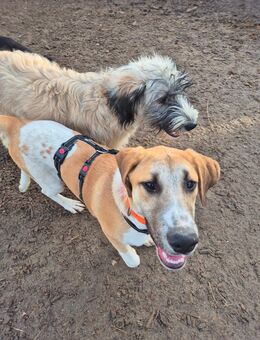 Mischlingsrüde Don 7 Monate alt - Angern