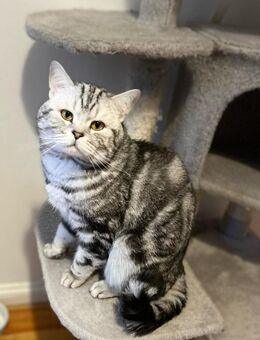 Liebevoller BKH Deckkater, Berlin, in Whiskas Färbung - Berlin