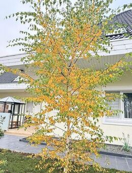 Anwesen für Privat oder Beruf - Balge