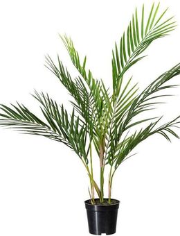 Kunstpalme Zimmerpalme, Creativ green, Höhe 70 cm, mit 9 Palmwedeln