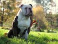 Old english bulldog Deckrüde in 09306