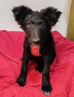 Bailey 💗 verschmuste, liebe Fellnase - Hamburg