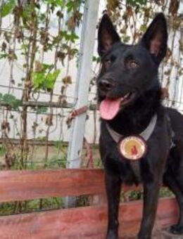 Wer verliebt sich in Rasputino ? - München