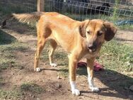 Berry sucht ein liebevolles Zuhause - Bochum