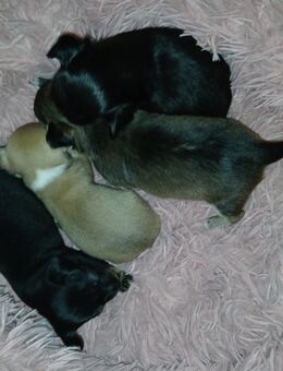 Mini Chiuhuahua welpen langhaar und kurzhaar - Bad Kissingen Zentrum