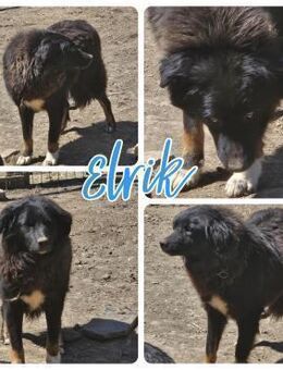 Elrik möchte glücklich sein - Bissingen