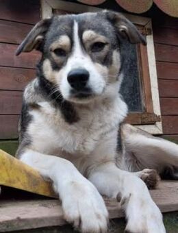 Yonka - benötigt Vertrauensperson - Hochheim (Main)