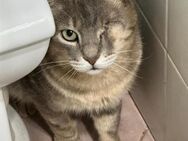 Gizmo Herzensbrecher auf vier Pfoten - Oberhausen (Rheinland-Pfalz)