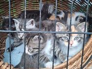 Süße, gesunde und hoch intelligente Babykatzen, gemischt aus BKH und Bengal-Mietzis, suchen für immer ein dauerhaftes, liebevolles Zuhause. 100,- €uro Schutzgebühr - Hamburg