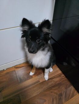 Spitz, Pomerien - Elmshorn