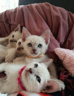 Tonkanesen Kitten reinrassig - Kronau