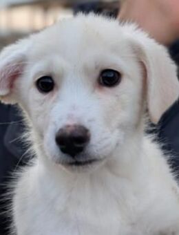 bezaubernder, liebenswerter Simba - Kallmünz