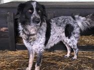 Ruby, lieb und gutmütig - Bonndorf (Schwarzwald)