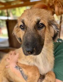 SCARLETT ~ entzückendes Hundemädel - Duisburg