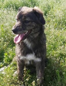 Wonneproppen Lexi - Jestetten