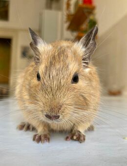 Sandfarbenes Degu-Böckchen - Berlin