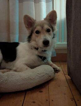 Chico - mit den Fledermausöhrchen - Elsdorf (Nordrhein-Westfalen)