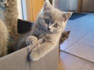 Bkh Kitten ❤️ ❤️ ❤️(1 Weibchen)