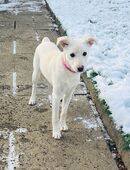 Schweizer Schäferhund-Mischling Welpe in 33829