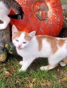 Europäisch Kurzhaar Kitten, Kater Katzenbaby Katze - Friedland (Mecklenburg-Vorpommern)