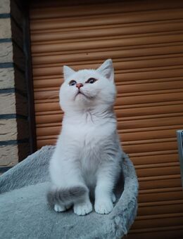 🐱 Britisch Kurzhaar Kitten – Silver Shaded Blue Point 🐱 - Vechta