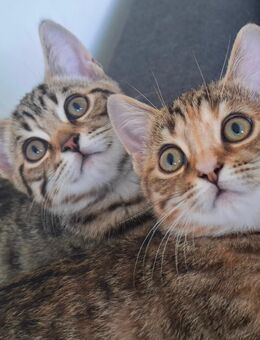 Süsse kleine "Tiger " kitten - Augsburg