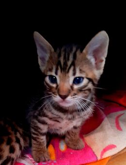 Noch eine süße Bengal- Russische blau Mix Mädchen - Delmenhorst