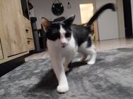 Katzenkinder//Kitten/Katze/Kater - Garching (Alz)