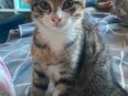 Wunderschöne BKH Mix Kitten abzugeben in 72336
