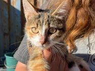 🍀🐾 Glückskatze Emmi sucht Liebe 🐾🍀 - Eislingen (Fils)